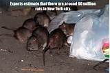 Rat Facts Images
