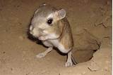 Photos of Kangaroo Rat