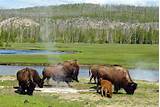 Which State Is Yellowstone National Park In Pictures