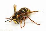 Picture Of Wasp