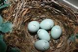 House Finch Eggs Color Photos