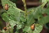 Pictures of Red Beetle Garden Pest Identification