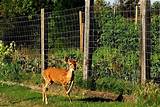 How Tall Fence To Keep Deer Out Photos