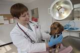 Addison Veterinary Clinic