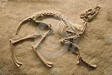 Real Dinosaur Fossil Photos