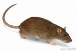 Pictures of Brown Rat