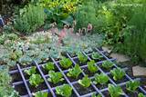 Pictures of Landscaping Edible Plants