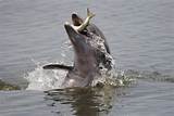 What Fish Do Bottlenose Dolphins Eat Images