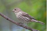 Images of House Finch Song
