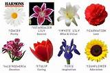 Flower Meanings With Pictures Pictures