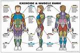 Muscle Exercises Chart
