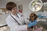 Best Veterinary Technician Schools