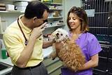 Photos of What To Do To Become A Veterinary Doctor