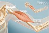Pictures of Lower Bicep Tendonitis Treatment