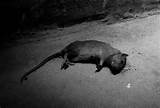 Natural Rat Poison