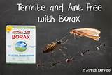 Borax Kills Termites Images