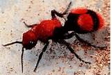Photos of Louisiana Fire Ants