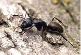 Carpenter Ants Pennsylvania