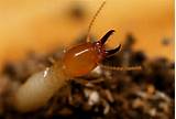 Pictures of Termite Soldiers