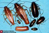 Tucson Cockroach Control Images