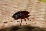 Pictures of Cockroach Killer Australia