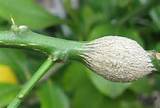 Images of Citrus Gall Wasp