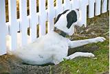 Fences For Dogs That Dig Photos