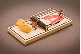 Pictures of What Is The Best Mouse Trap