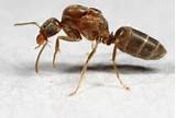 Can Carpenter Ants Destroy Your Home Photos