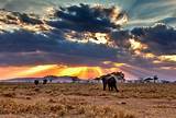 Tanzania Safari Packages Images