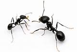Photos of Carpenter Ants California