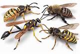 Yellow Jacket Vs Paper Wasp Photos