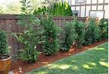 Cheap Fast Growing Privacy Bushes