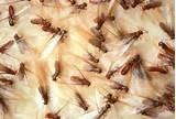 Images of House Termites Pictures