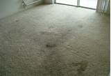 Wet Carpet And Mold Pictures