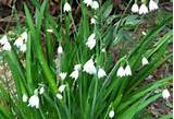 White Spring Flowers From Bulbs Photos