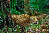 Images of Jaguar Amazon Rainforest