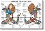 Images of Exercise Muscles