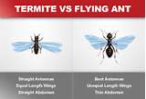 Termite Vs Carpenter Ant Pictures Photos