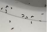 Photos of Swarming Termites In My House