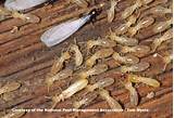 Photos of Underground Termites