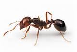 Photos of Fire Ants Eating Animal