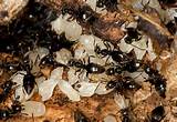 Images of Info About White Ants