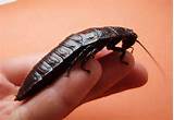 Largest Cockroach Ever Images