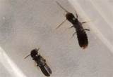 Bugs Termites Images