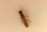 Pictures of Clear Termites