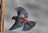 Images of House Finch In Flight