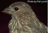 Images of Female House Finch Call