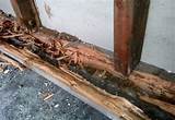 Termite Damage Pics Photos