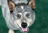 Images of Blue Heeler Dingo